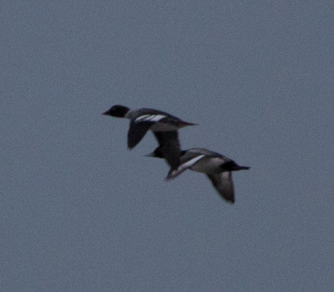 Greater/Lesser Scaup - ML78496491