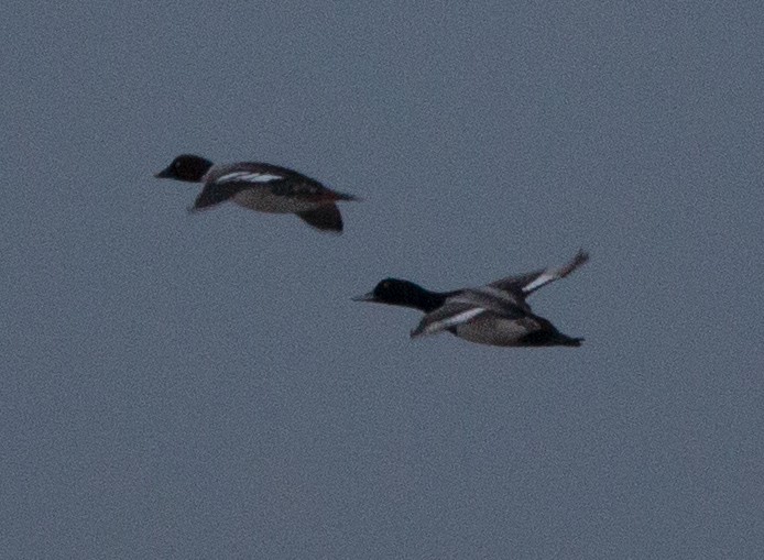 Greater/Lesser Scaup - ML78496501