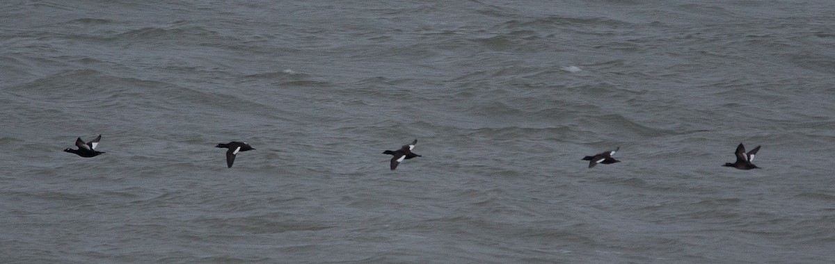 White-winged Scoter - ML78496571