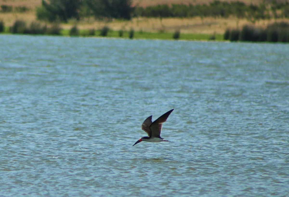 Black Skimmer - ML78496751