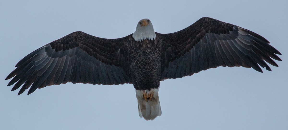 Bald Eagle - ML78496771