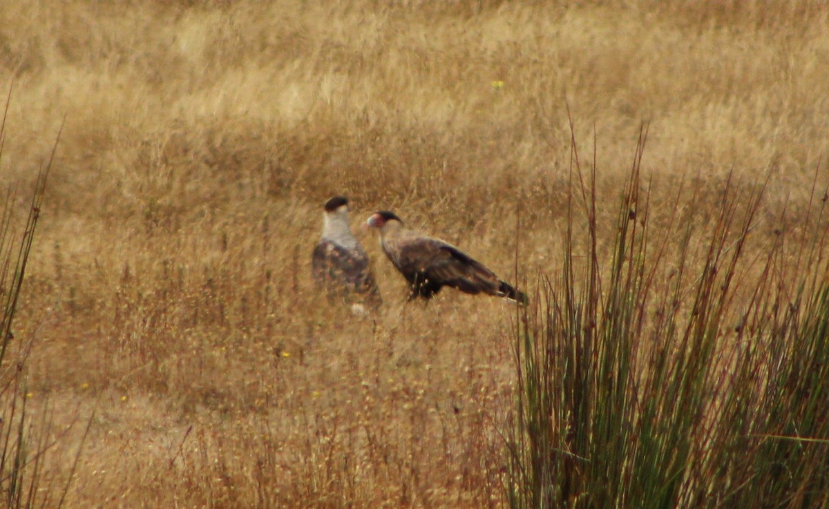 Crested Caracara (Southern) - ML78496851