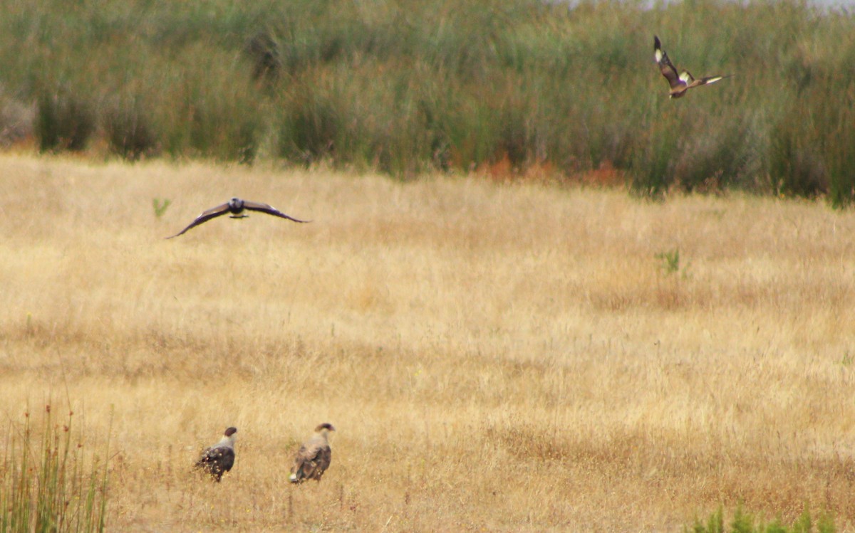 Crested Caracara (Southern) - ML78496861