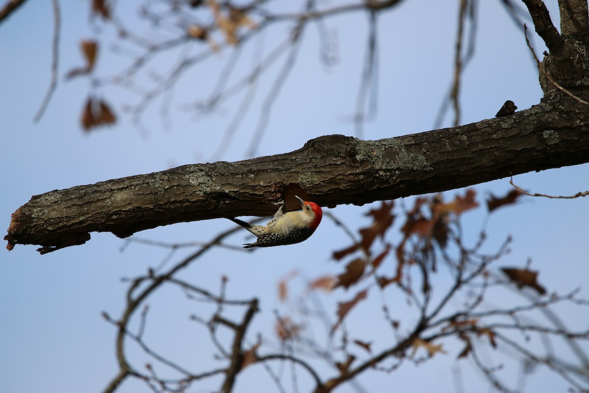 Red-bellied Woodpecker - ML78497221