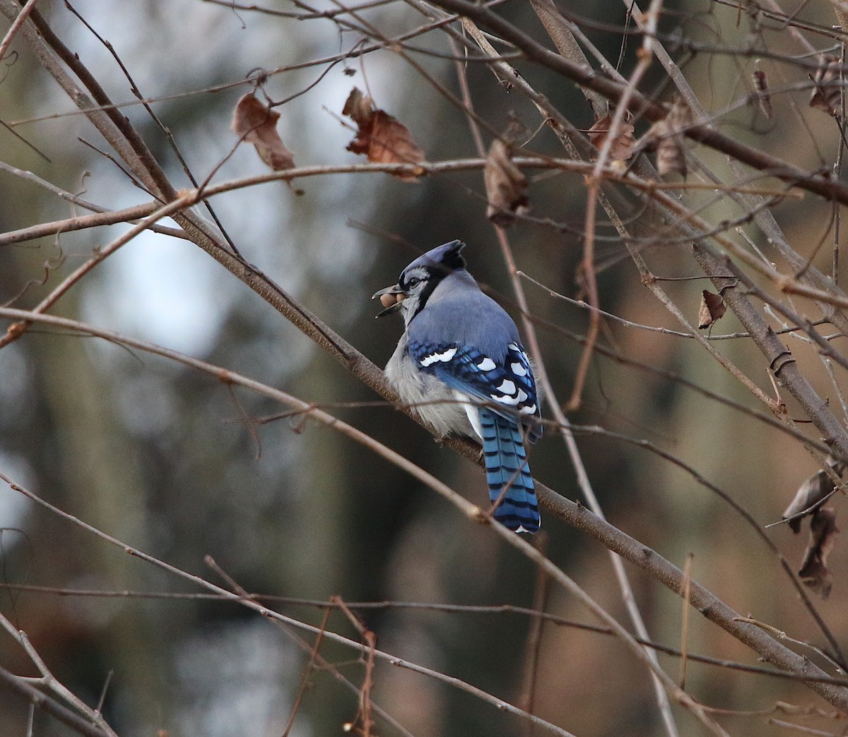 Blue Jay - ML78497321