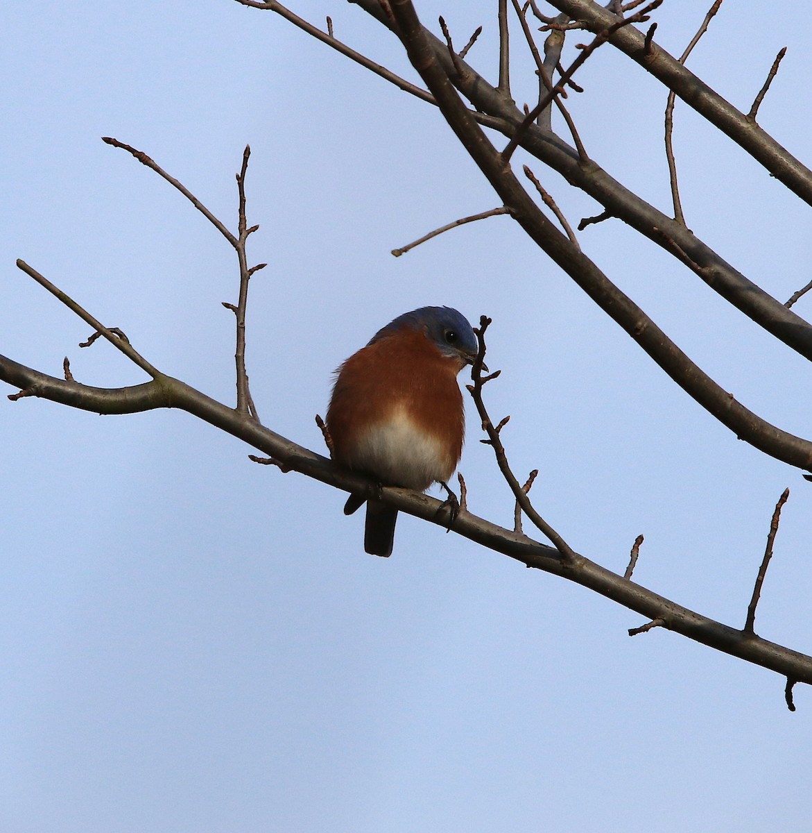 Eastern Bluebird - ML78497431