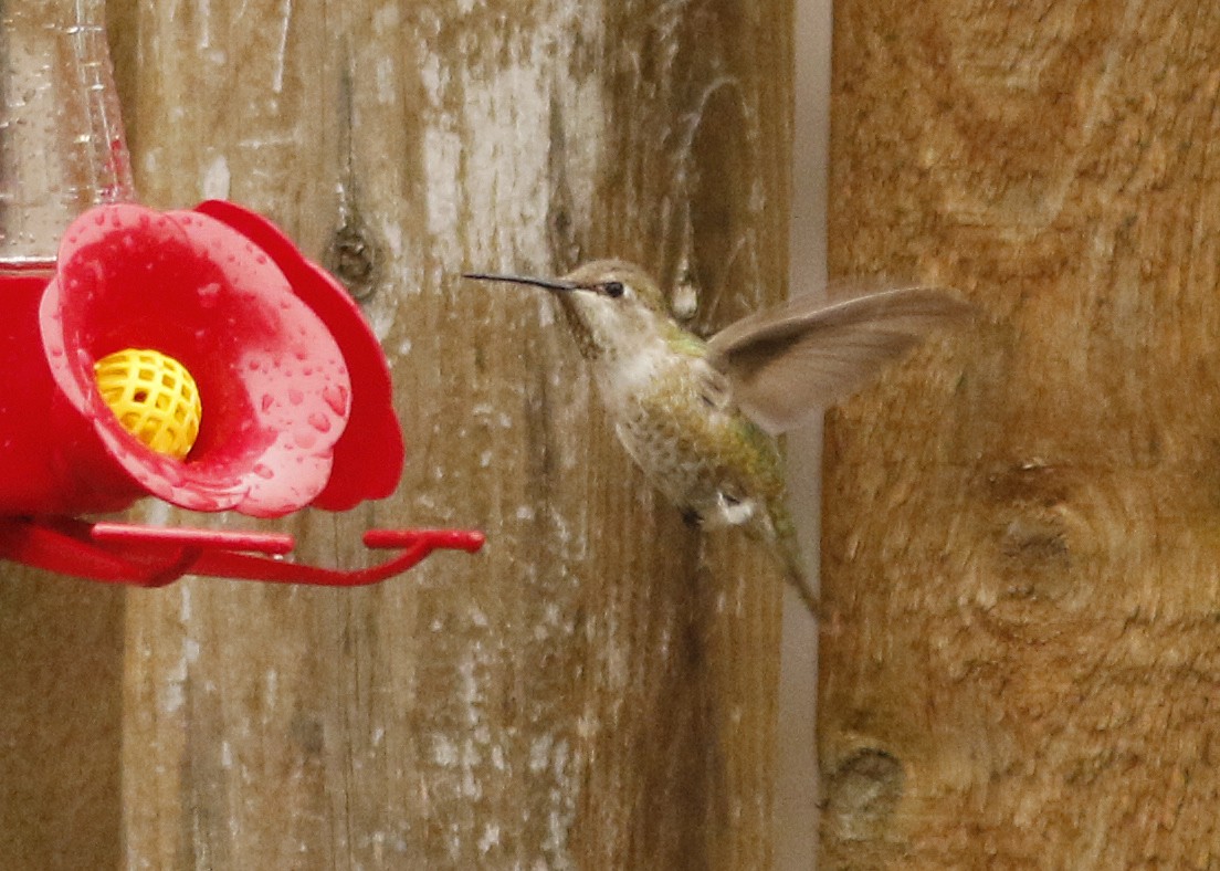 Anna's Hummingbird - ML78497661