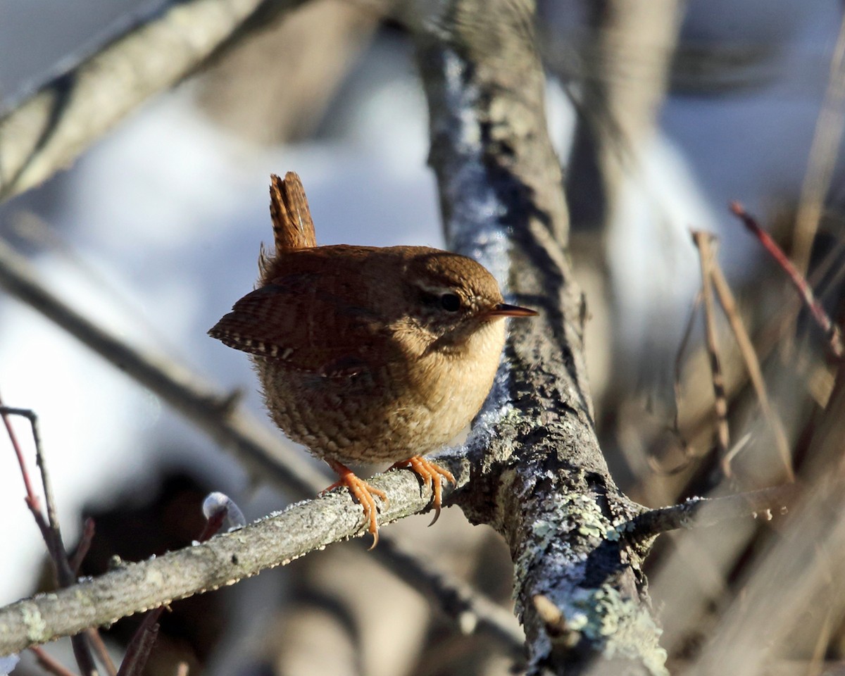 Winter Wren - ML78499091