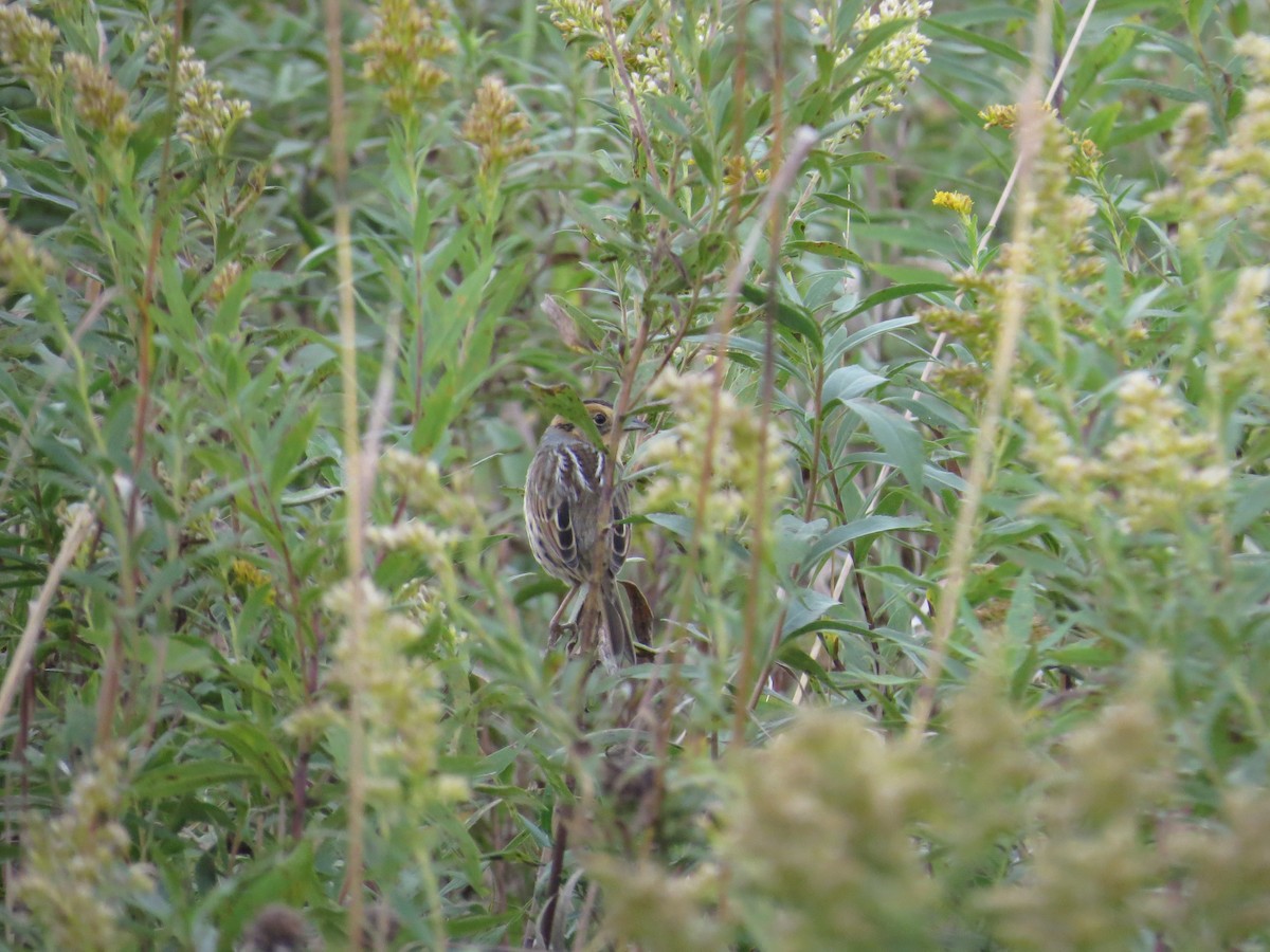 Nelson's Sparrow - ML78499451