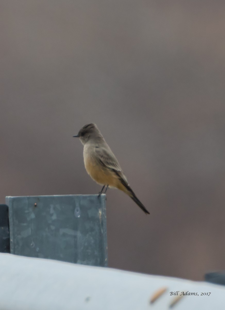 Say's Phoebe - ML78499921