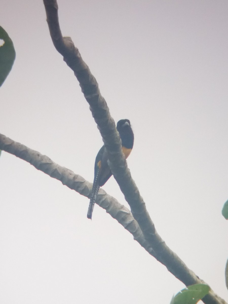 trogon podvazkový - ML78499951