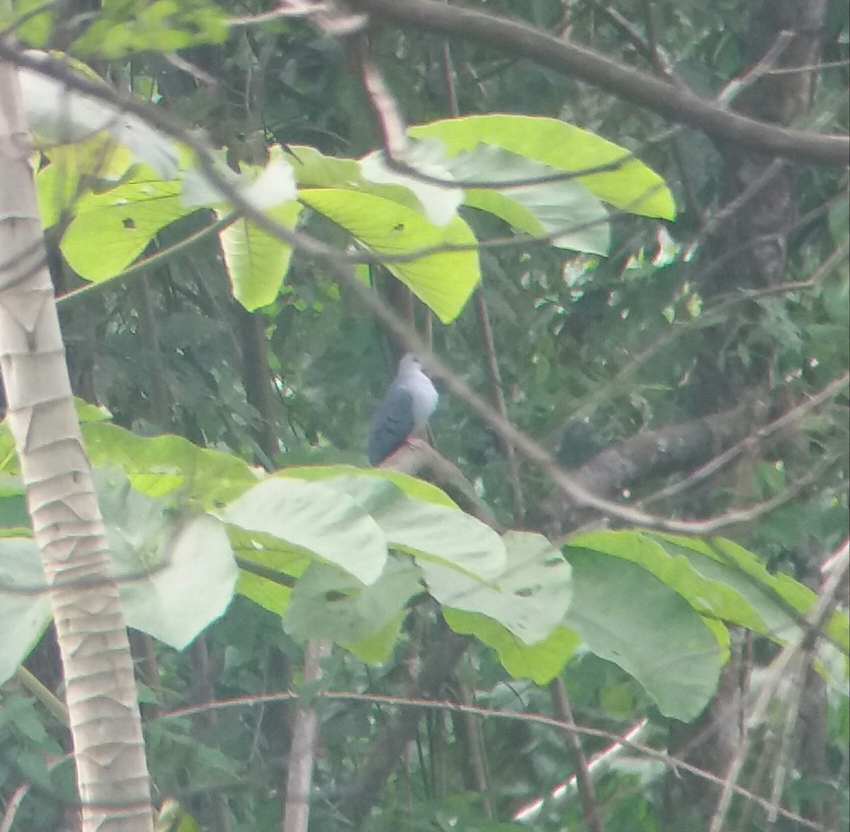 Blue Ground Dove - ML78499981