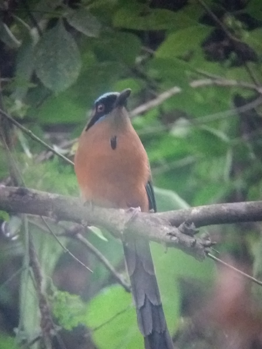 Whooping Motmot - ML78500041