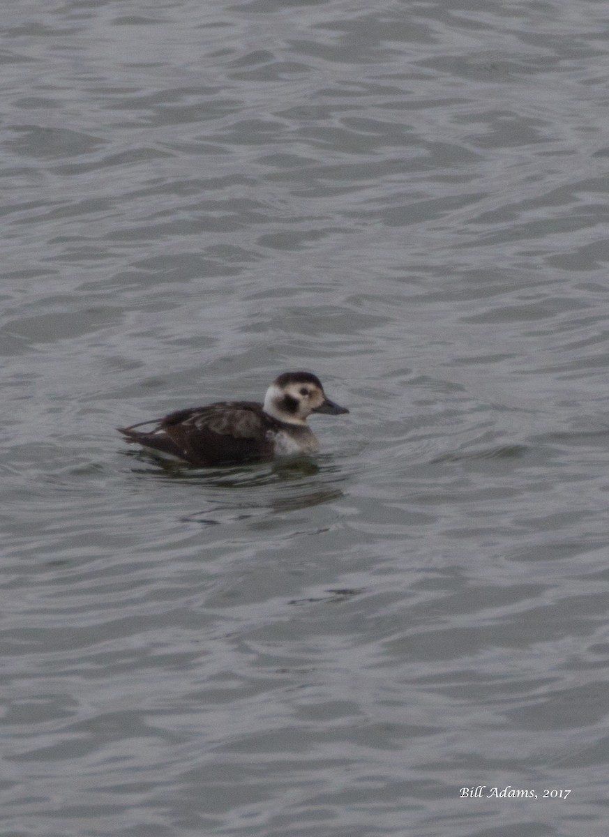 Long-tailed Duck - Bill Adams