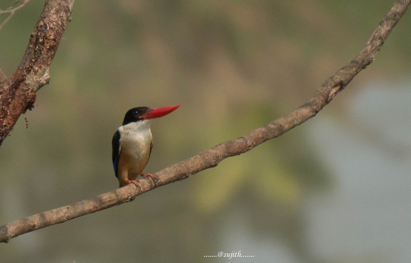 Хар магнайт халуу - ML78500441