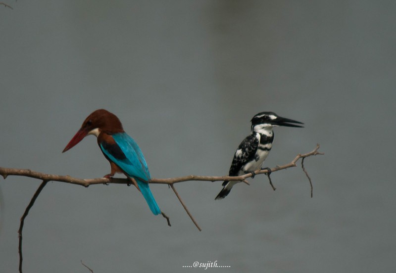 Pied Kingfisher - ML78500621