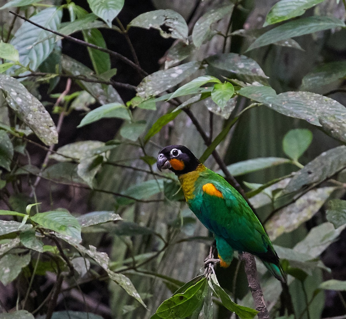 Orange-cheeked Parrot - Brooke Miller