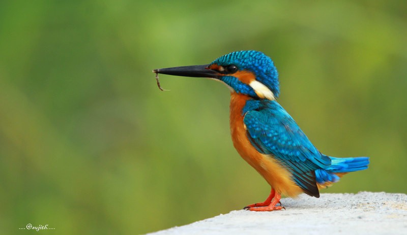 Common Kingfisher - Sujith Vs