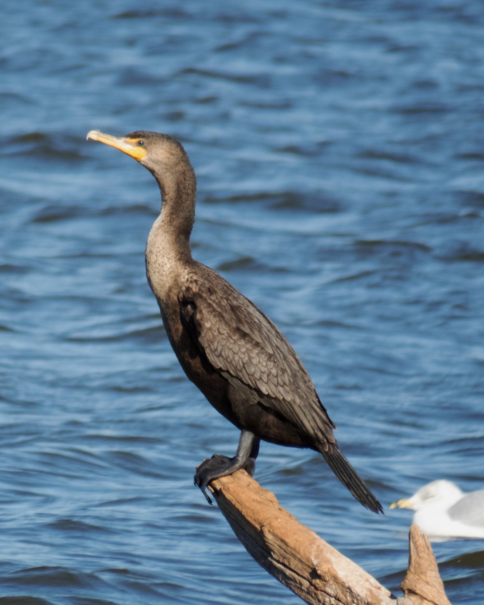 Double-crested Cormorant - Esther M Key