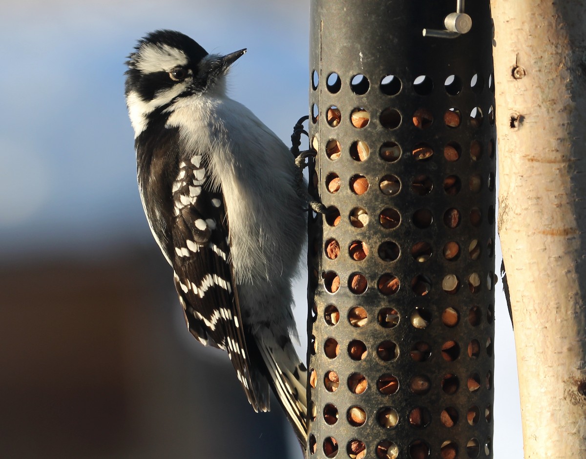 Downy Woodpecker - Hélène Crête