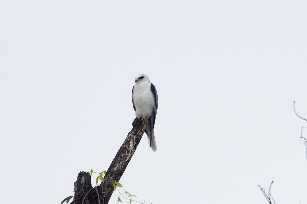 White-tailed Kite - ML78506081
