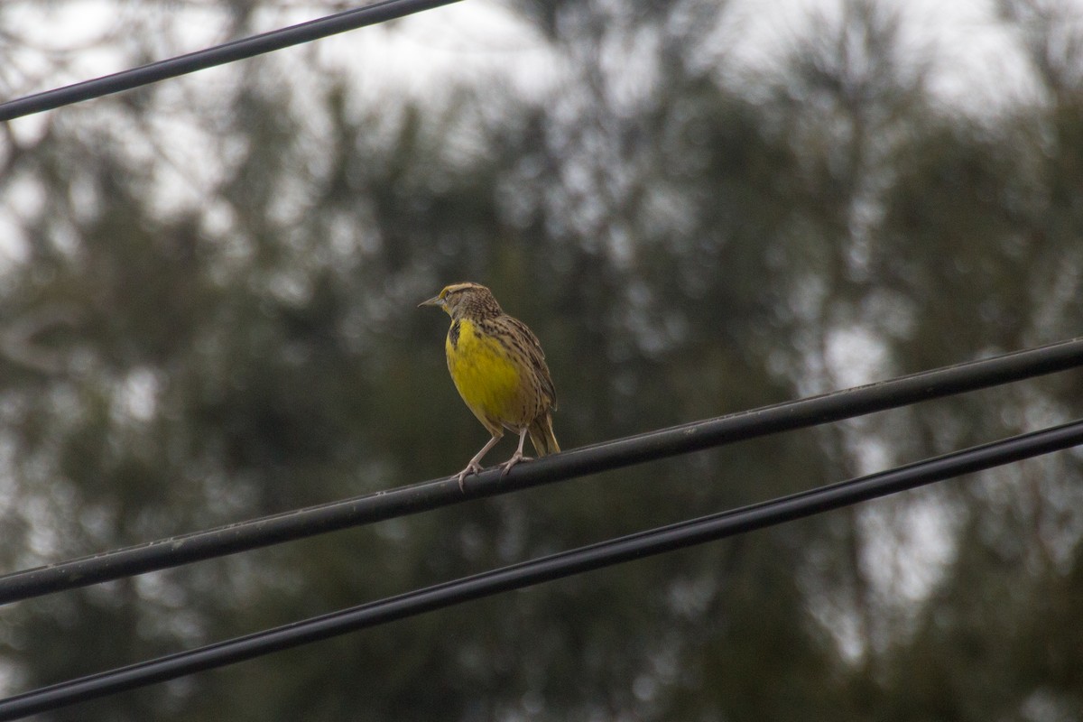 Eastern Meadowlark - ML78506261