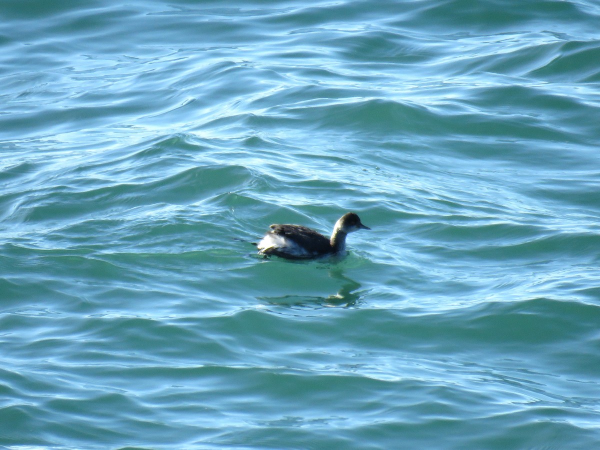 Eared Grebe - ML78507071