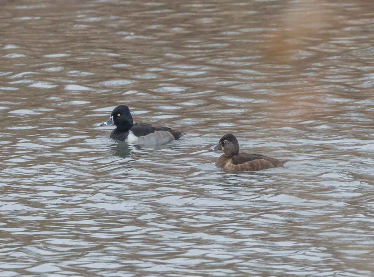 Ring-necked Duck - Maury Swoveland