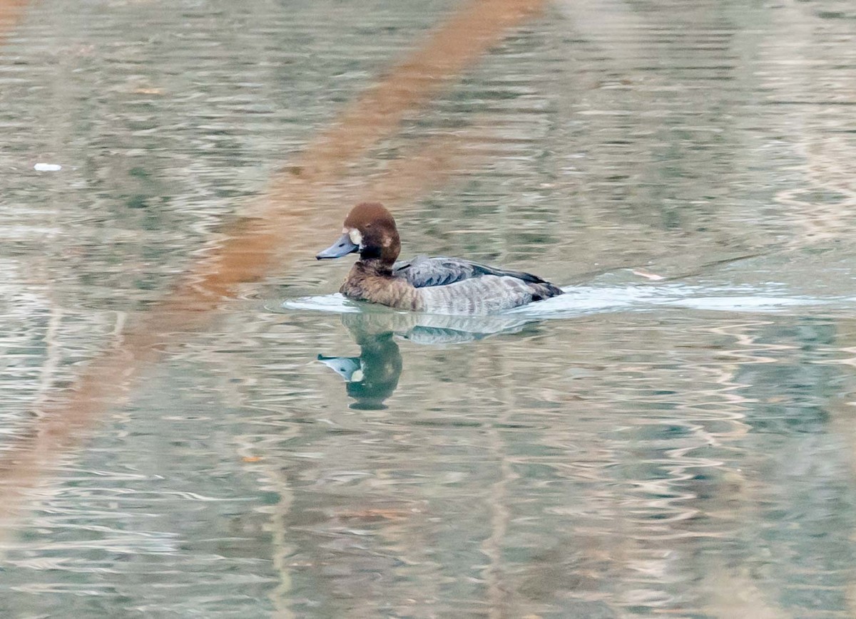 Lesser Scaup - ML78508641