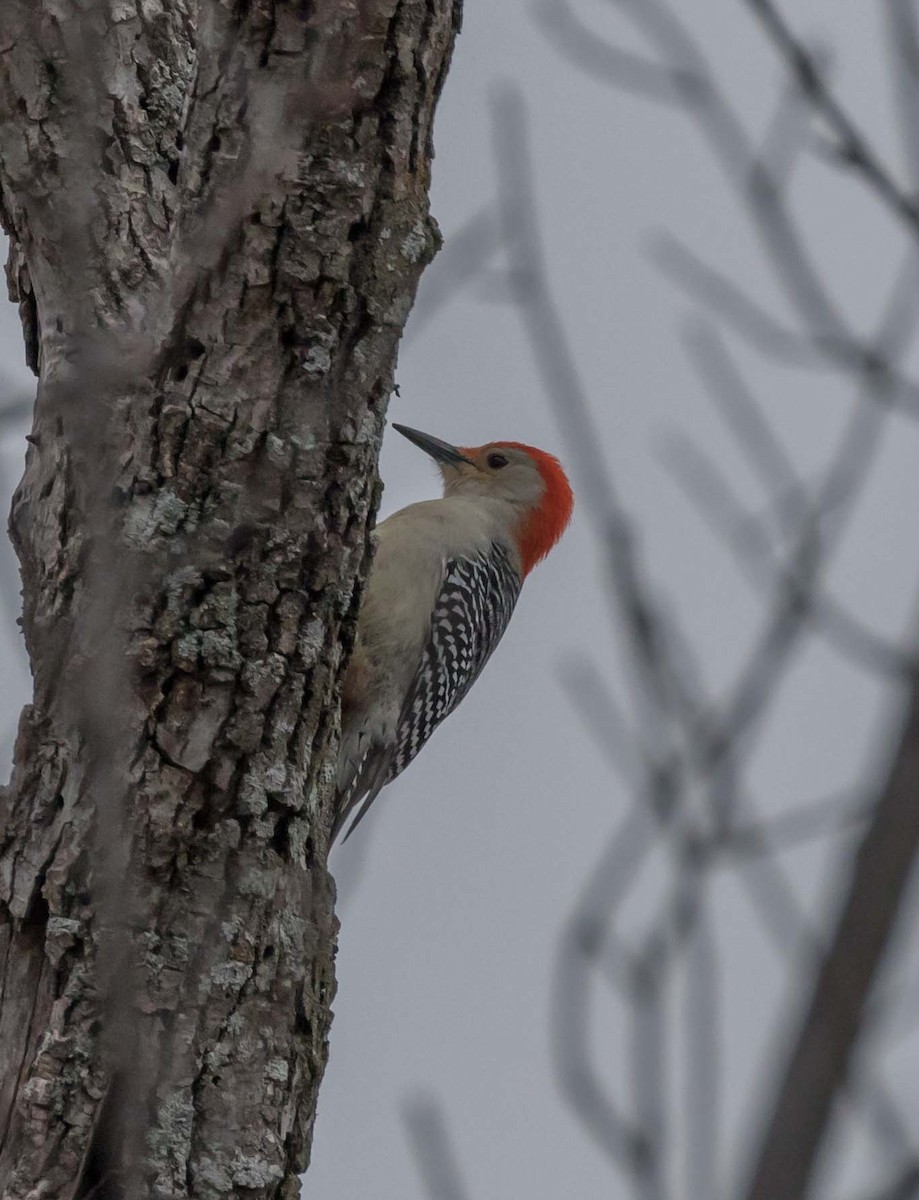 Red-bellied Woodpecker - ML78509191