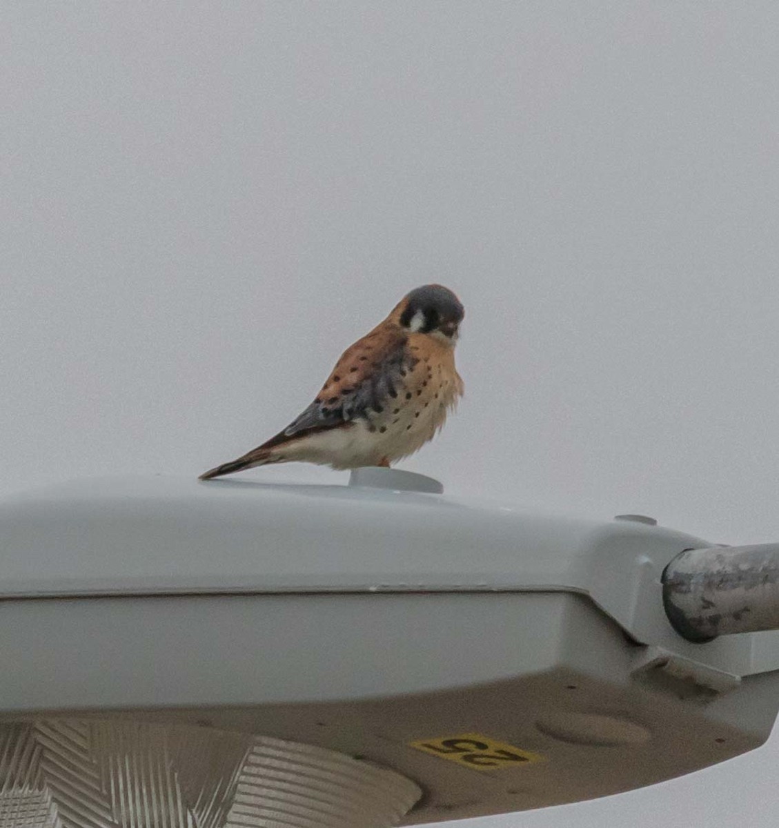 American Kestrel - Maury Swoveland