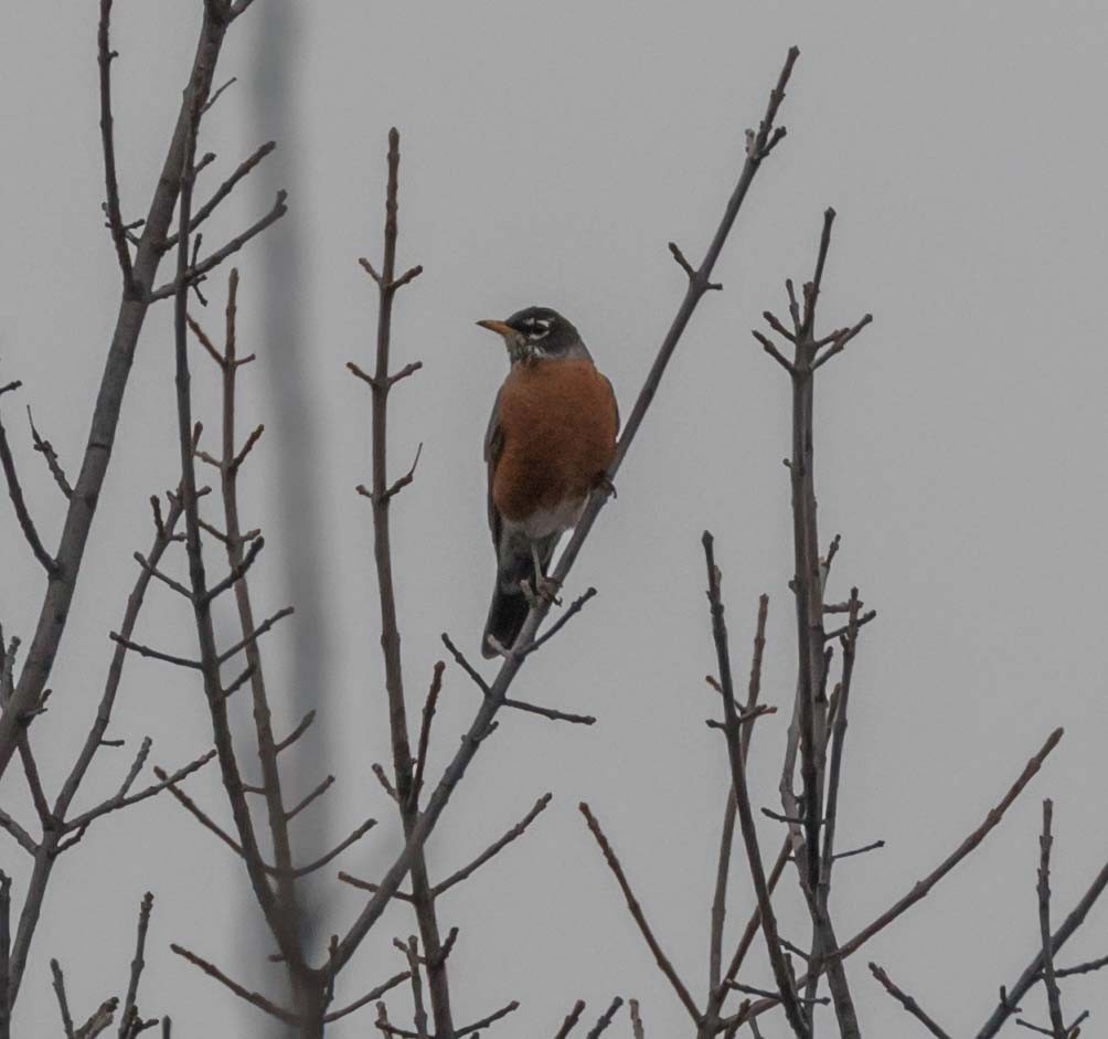 American Robin - ML78509341