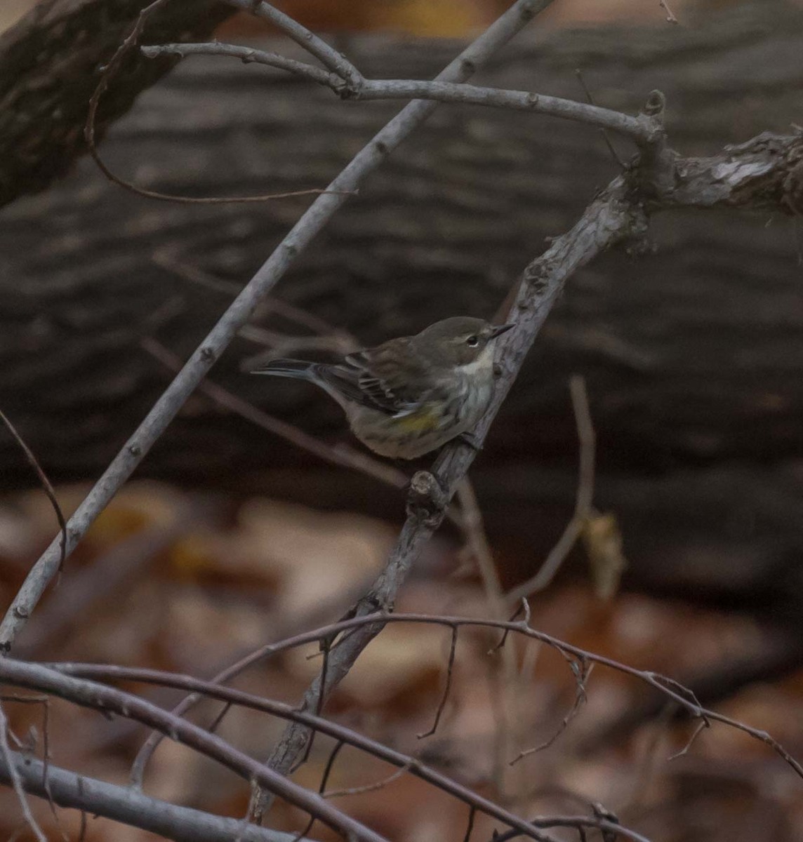 Yellow-rumped Warbler (Myrtle) - Maury Swoveland