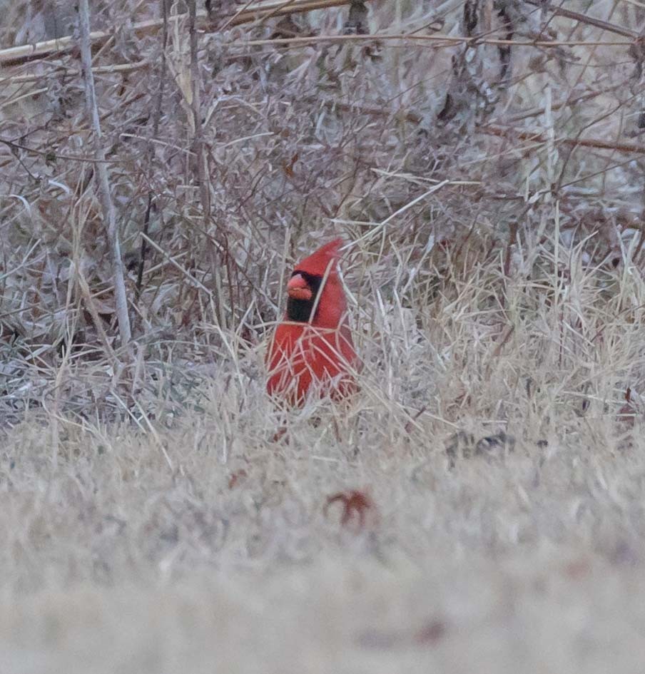 Cardinal rouge - ML78509711
