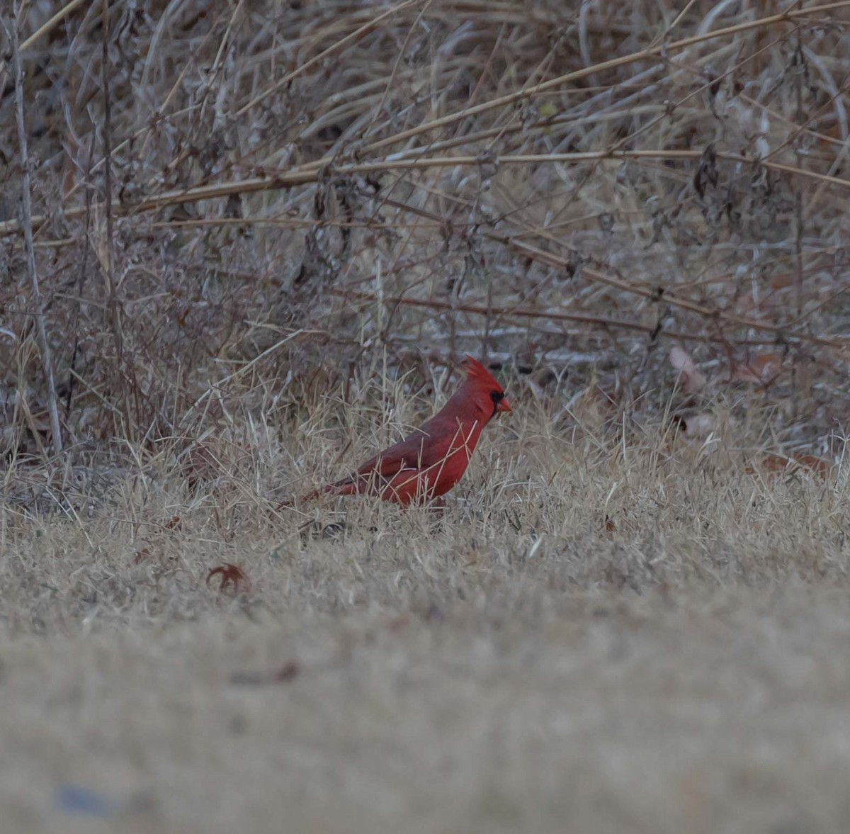 Northern Cardinal - Maury Swoveland