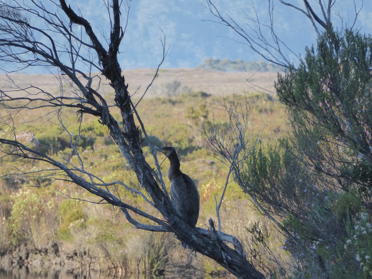 kormorán velký (ssp. novaehollandiae) - ML78510731