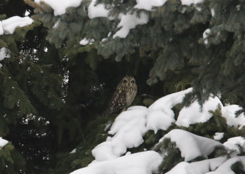 Short-eared Owl - ML78510781