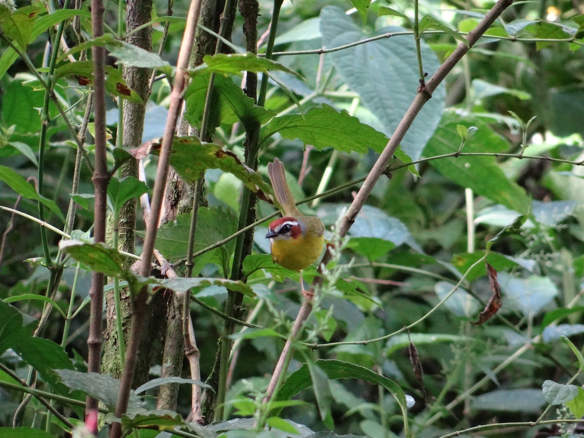 Chestnut-capped Warbler - ML78514551