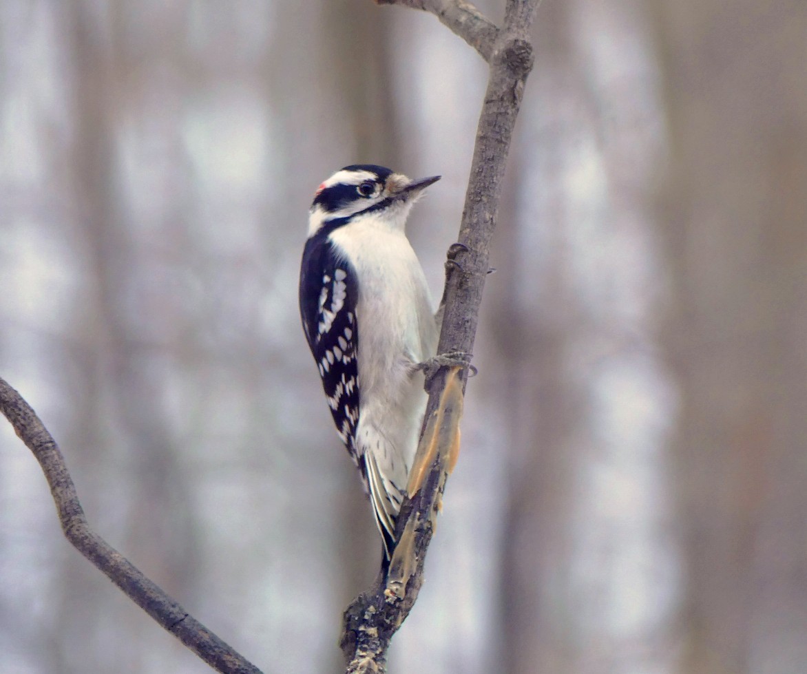 Downy Woodpecker - ML78514601