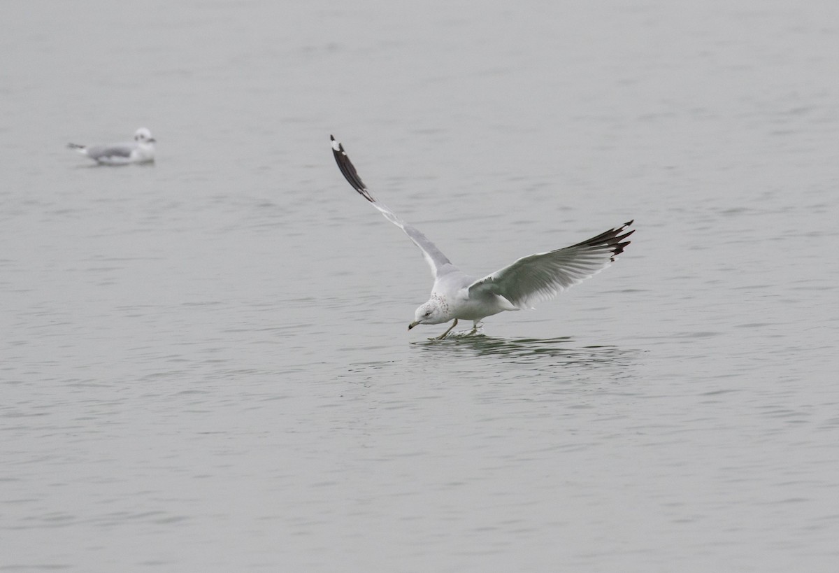 Ring-billed Gull - ML78515591