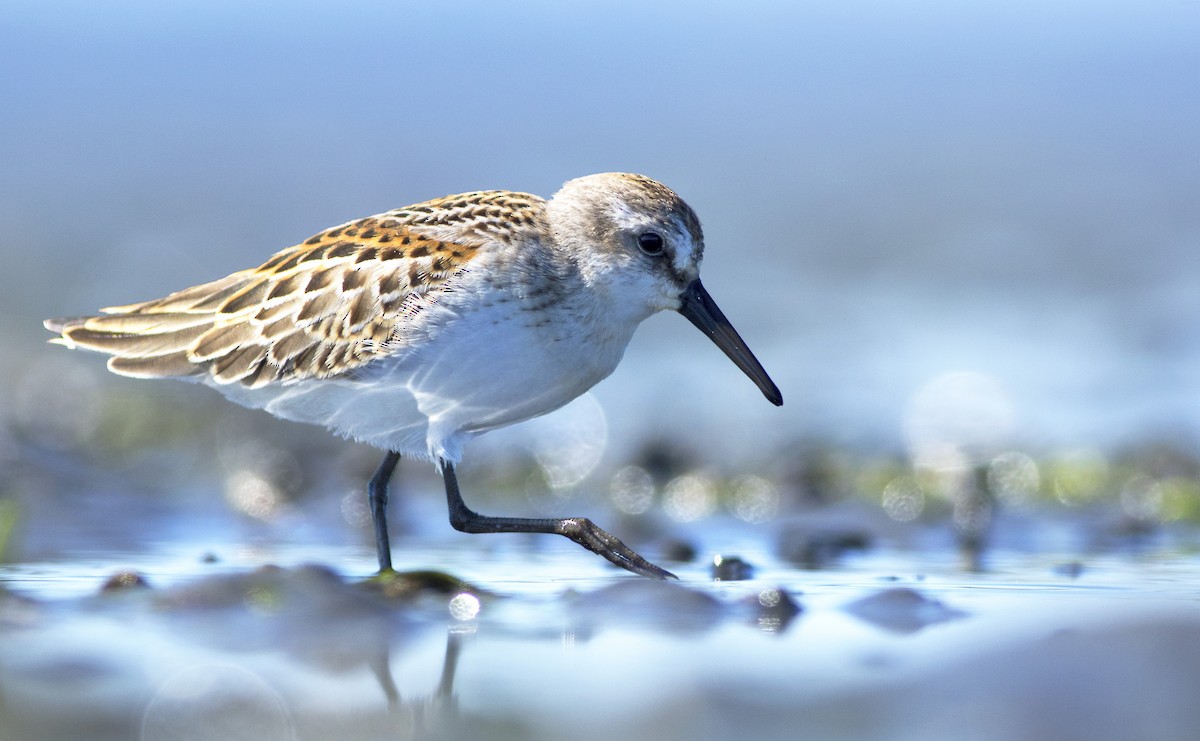 Western Sandpiper - ML78516231