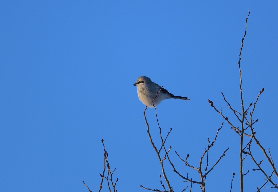 Northern Shrike - ML78522181