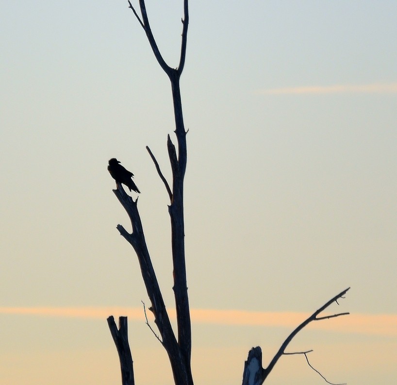 Common Raven - Sandra Cote