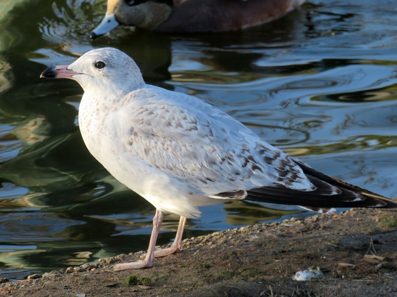 Ring-billed Gull - ML78522331