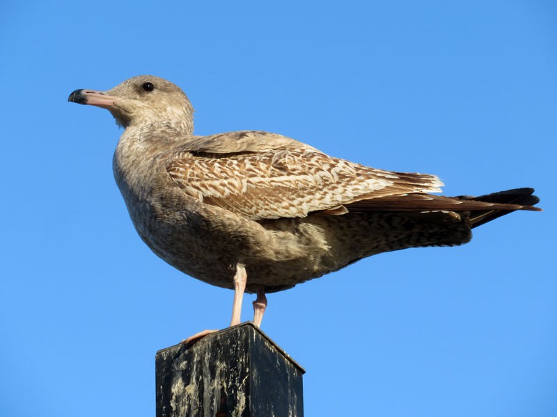 California Gull - Kat Avila