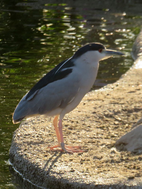 Black-crowned Night Heron - ML78522411