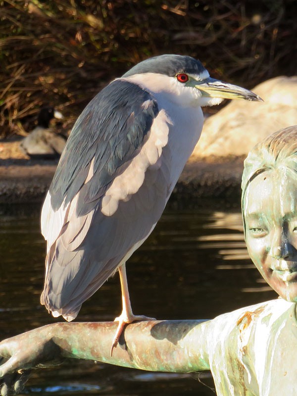 Black-crowned Night Heron - ML78522531