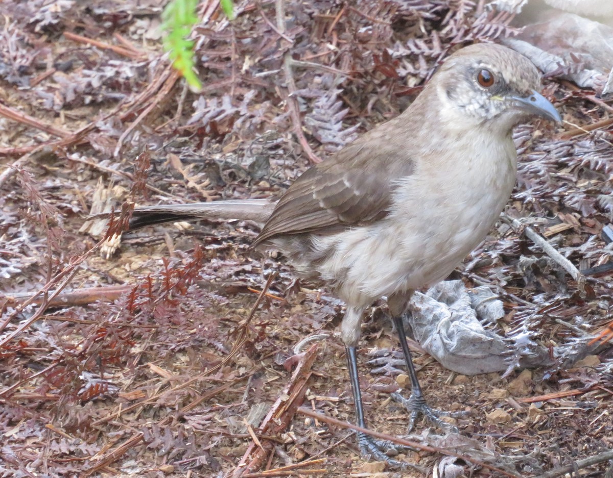 Socorro Mockingbird - John W. Cobb