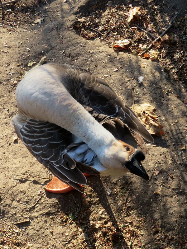 Swan Goose (Domestic type) - Kat Avila