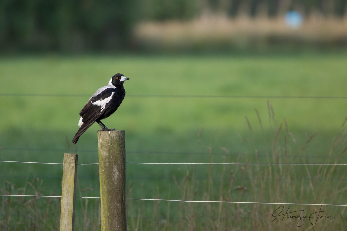 Australian Magpie - ML78524841